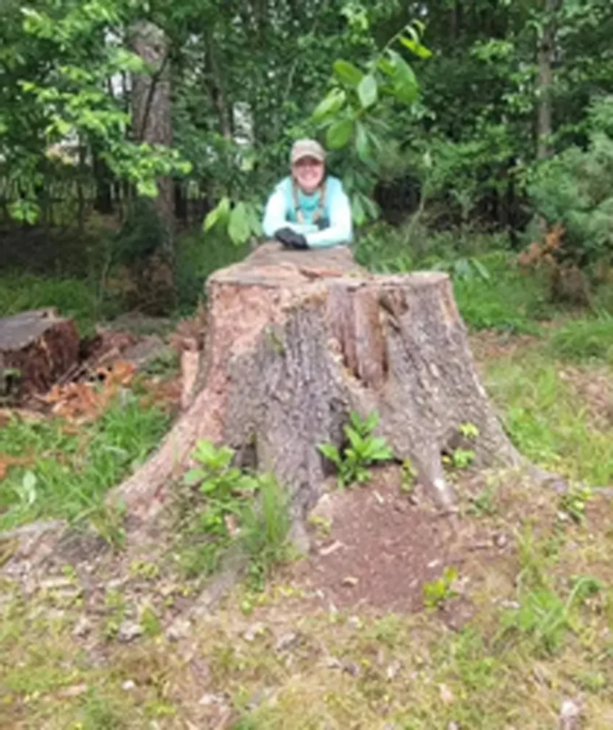 Stump grinding professional standing behind a large tree stump before removal